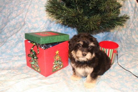 havanese-puppies